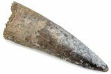 Fossil Spinosaurus Tooth - Real Dinosaur Tooth #376584-1